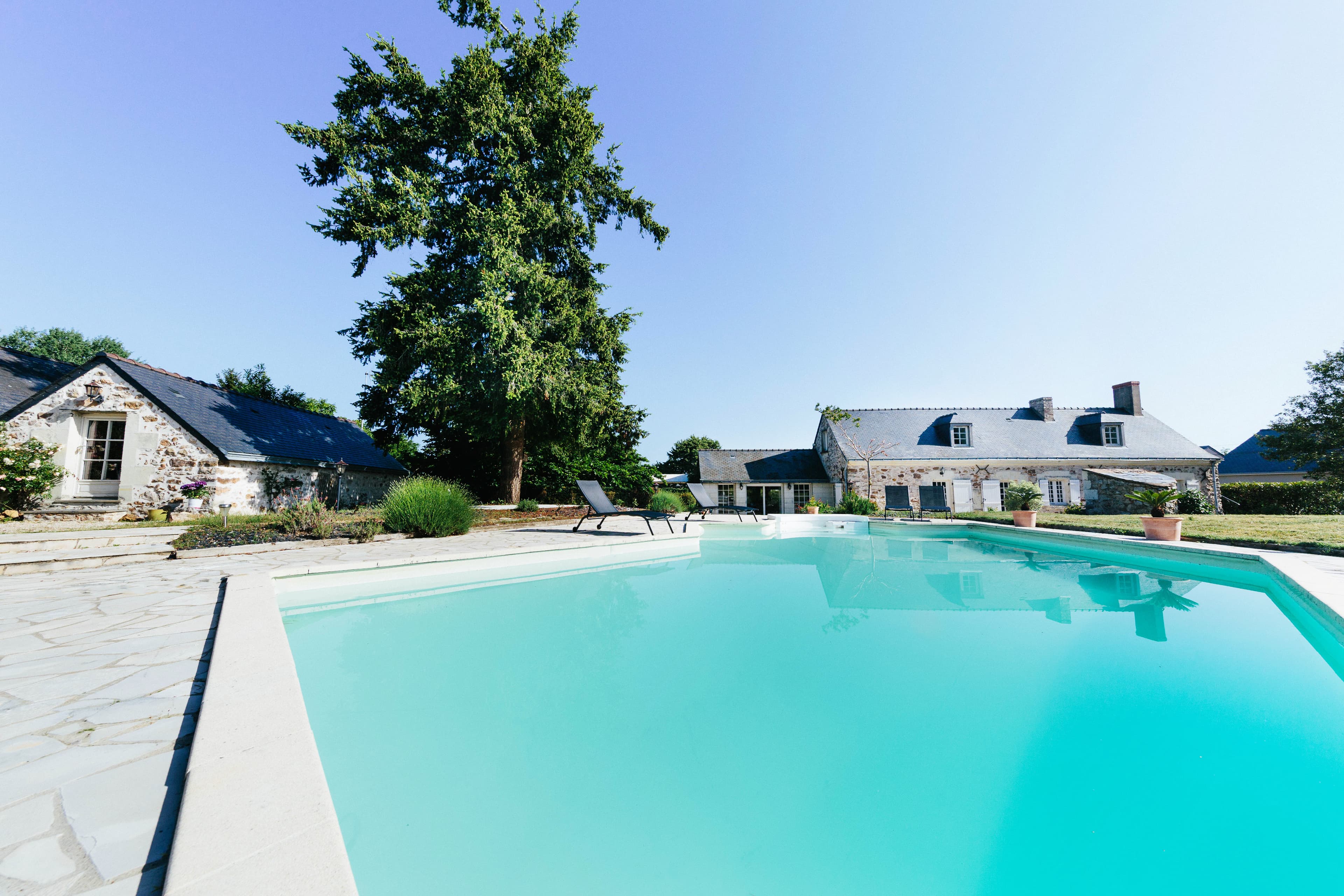 Le grand cèdre et la piscine