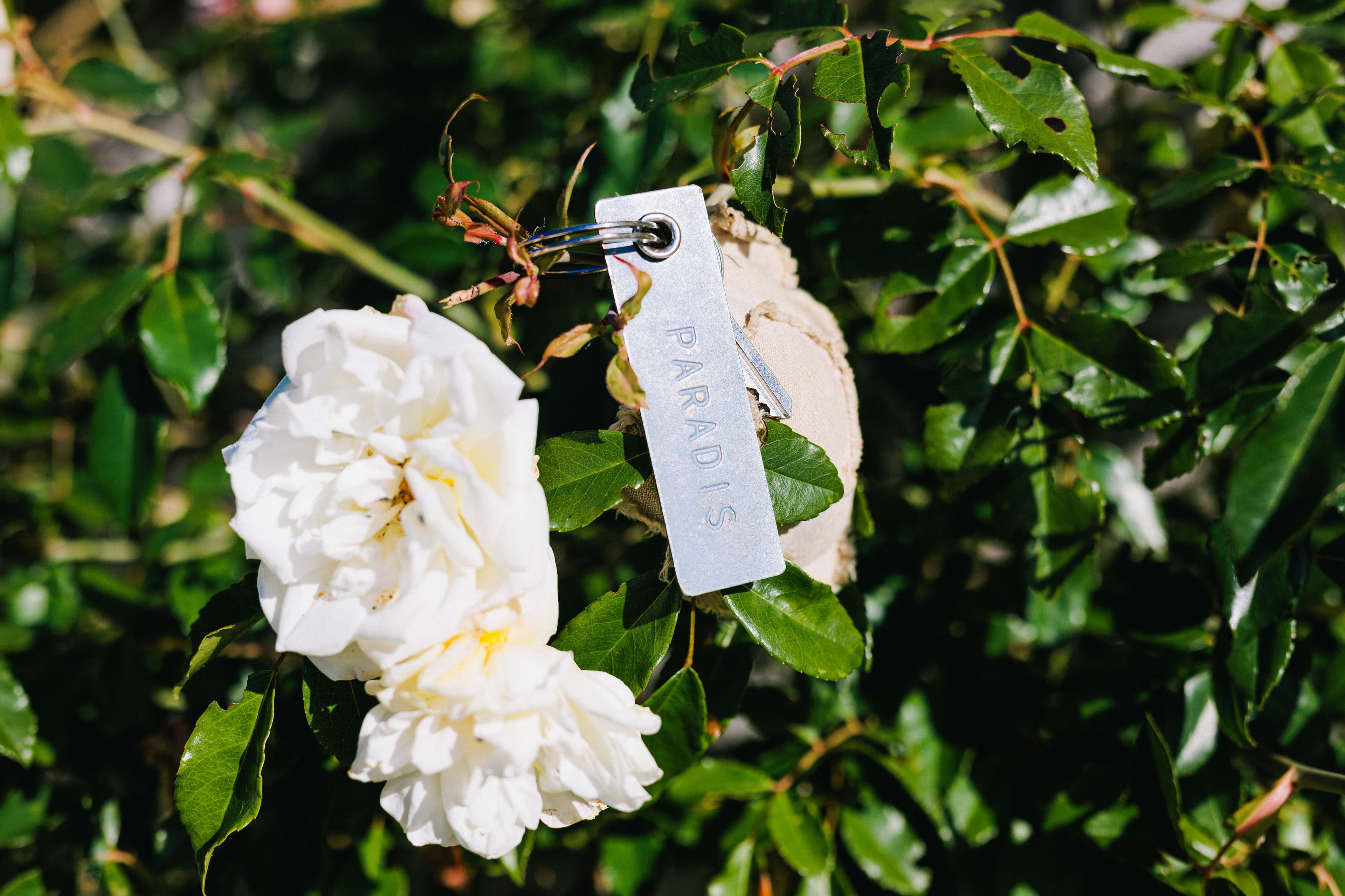 Une rose du jardin